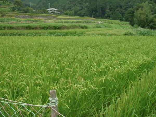 令和３年産 自然栽培米 「にこまる」10kg 無肥料無農薬 愛媛産_画像1