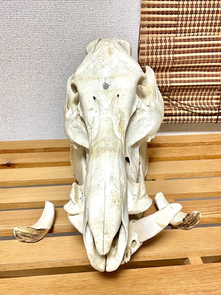 猪の頭蓋骨|Yahoo!フリマ(旧PayPayフリマ) 猪の頭蓋骨|Yahoo!フリマ(旧PayPayフリマ)