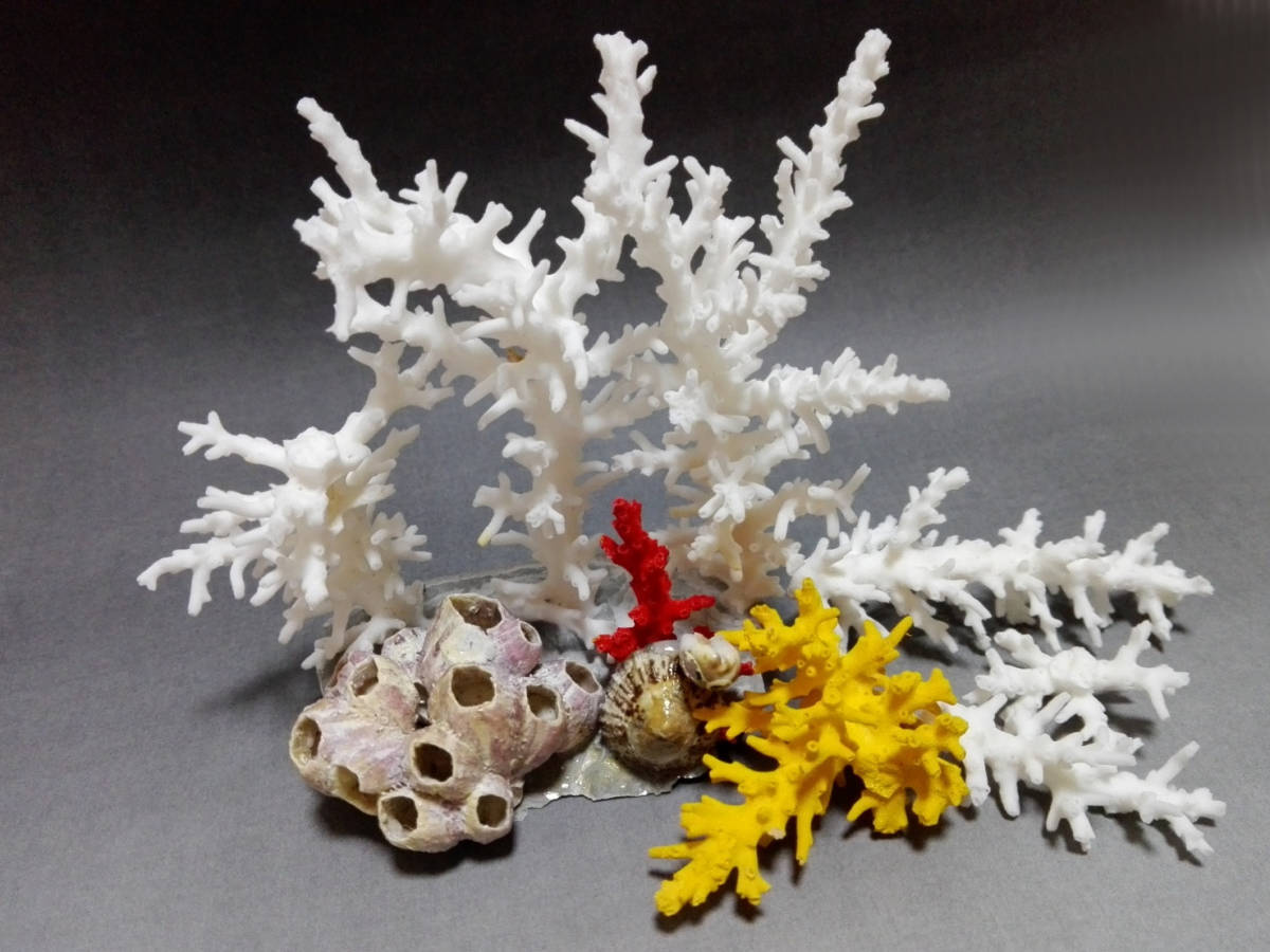 珊瑚礁と貝殻