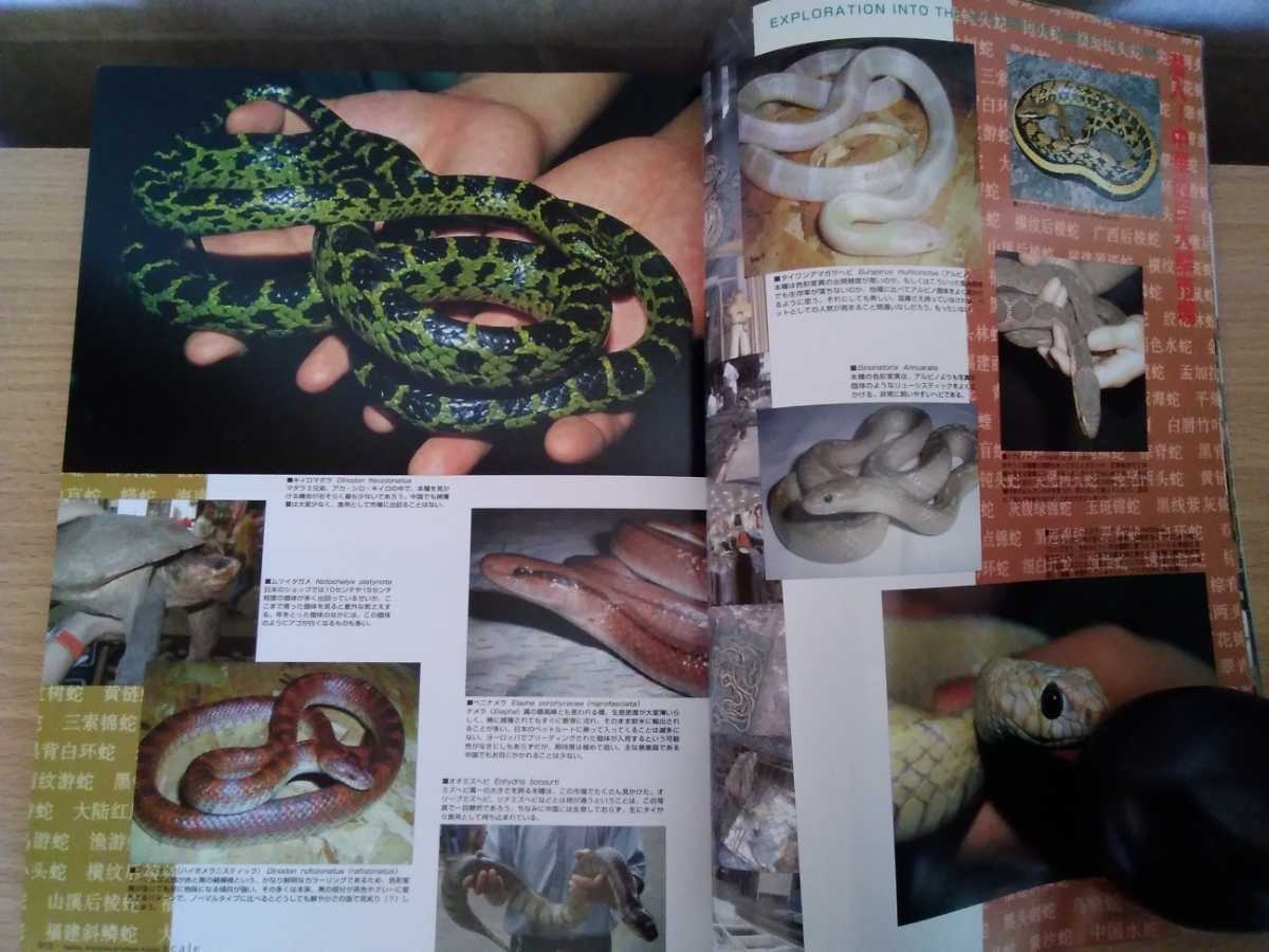  prompt decision ske il preservation version 1999 year 007 Summer China. reptiles . go in! Chinese .. market .rep tile z world / exotic animal reptiles Event 