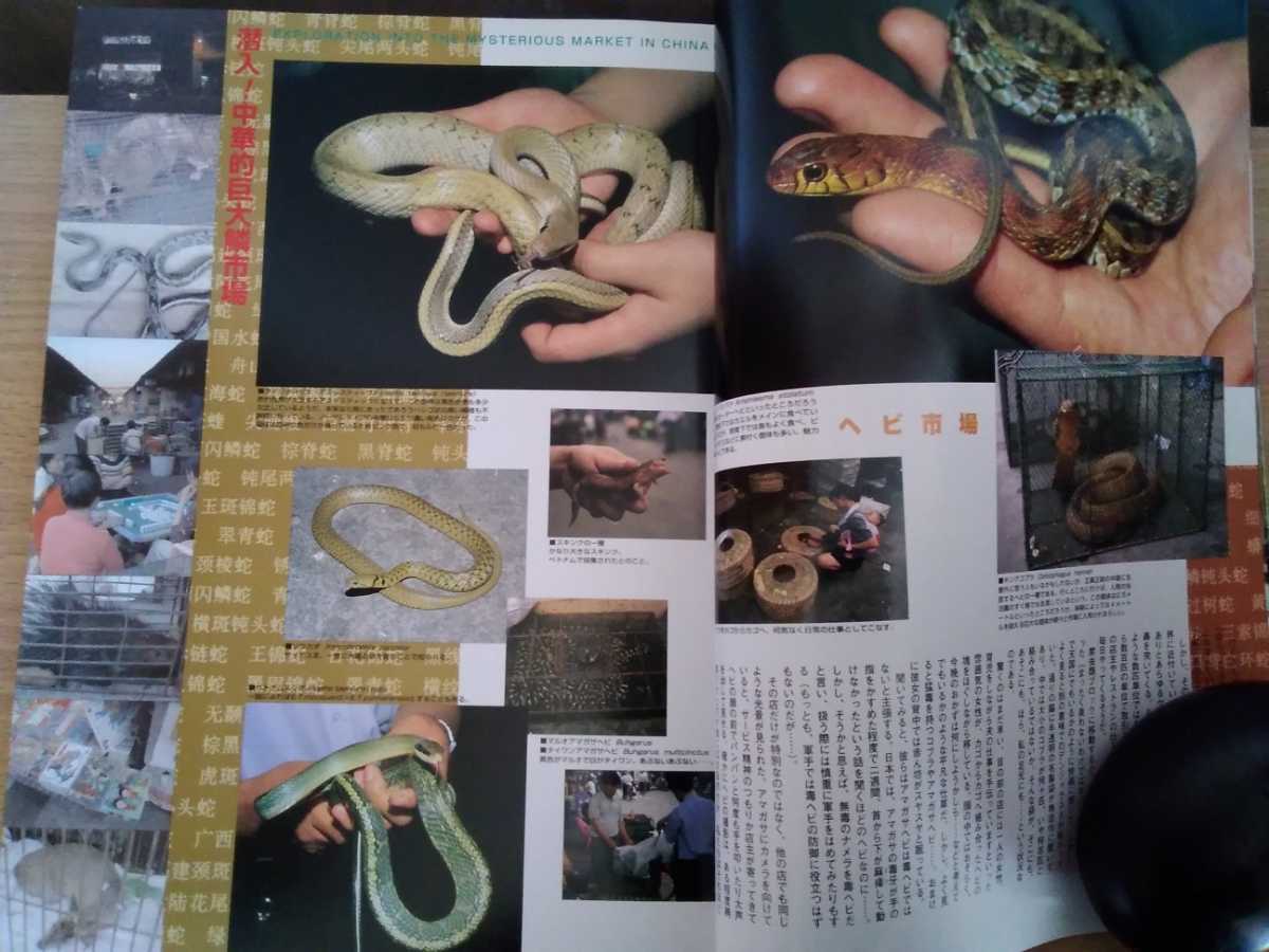  prompt decision ske il preservation version 1999 year 007 Summer China. reptiles . go in! Chinese .. market .rep tile z world / exotic animal reptiles Event 