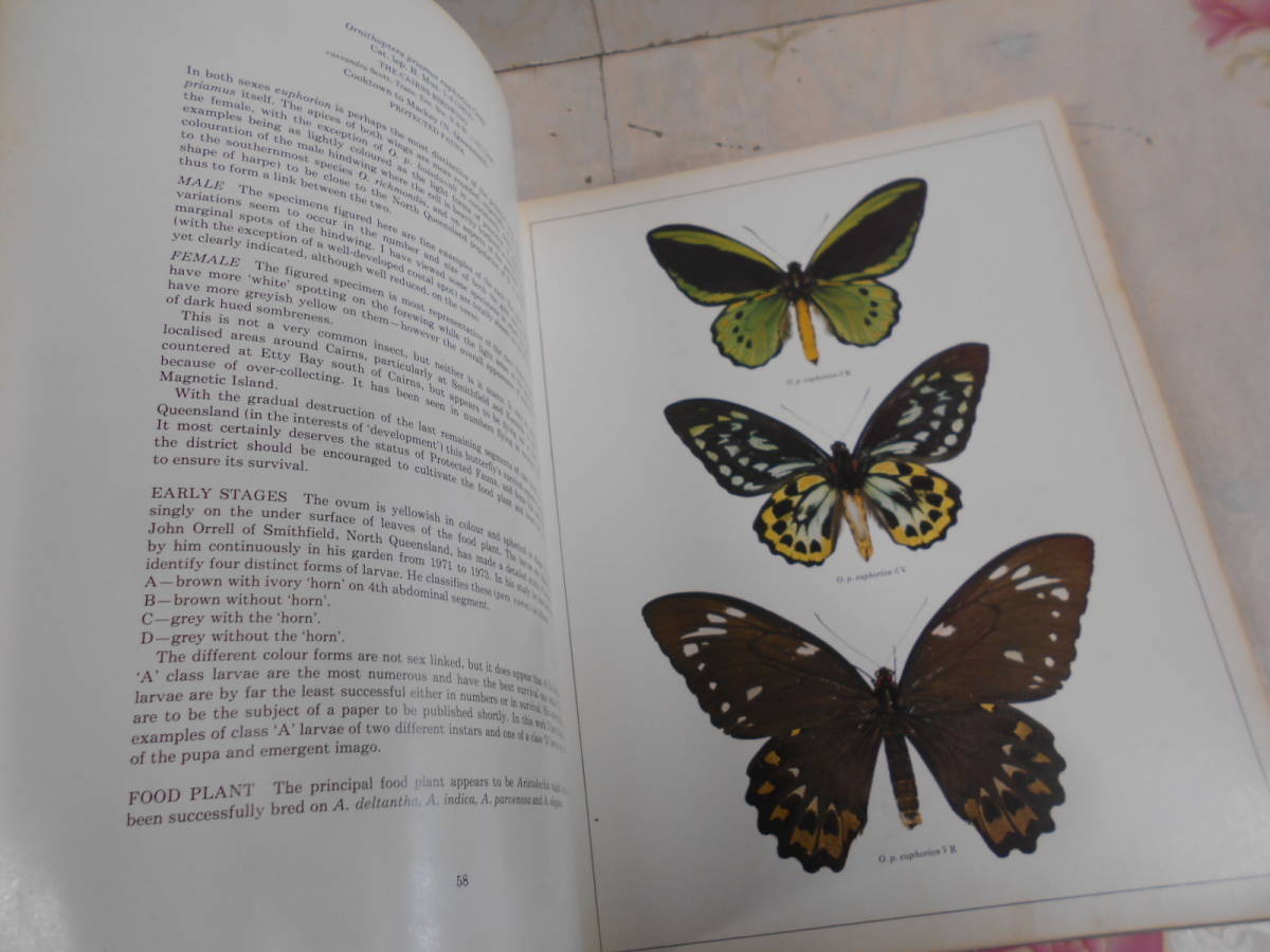 C★/蝶の洋書/Birdwing Butterflies of the World ハードカバー 英語版 Bernard D'Abrera (著)　1975年　大型本_画像4