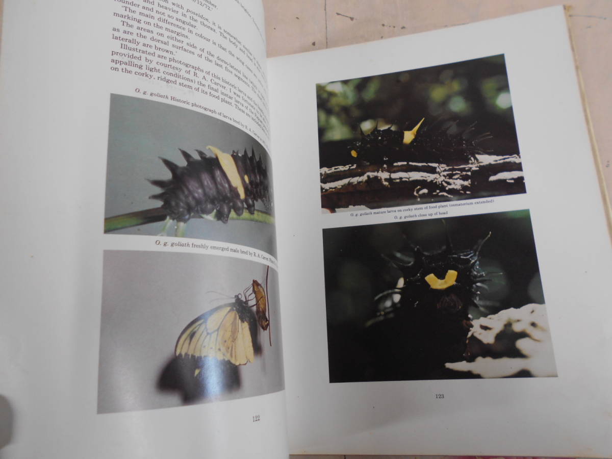 C★/蝶の洋書/Birdwing Butterflies of the World ハードカバー 英語版 Bernard D'Abrera (著)　1975年　大型本_画像6