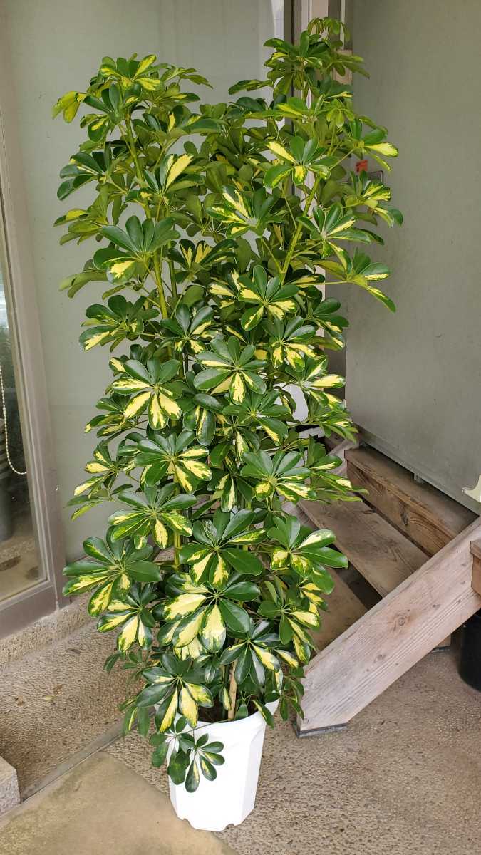 お得な情報満載 大型観葉植物!ホンコンカポックの斑入り10号鉢。発送は佐川急便ラージサイズ260です。現品限り大特価。 - その他 - hlt.no お得な情報満載 大型観葉植物!ホンコンカポックの斑入り10号鉢。発送は佐川急便ラージサイズ260です。現品限り大特価。 - その他 - hlt.no