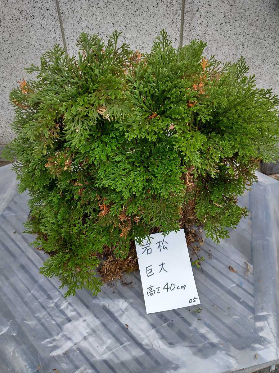 05 巨大な岩松 50年物 岩ヒバ 高山植物 山野草 送料無料 盆栽 05 巨大な岩松 50年物 岩ヒバ 高山植物 山野草 送料無料 盆栽
