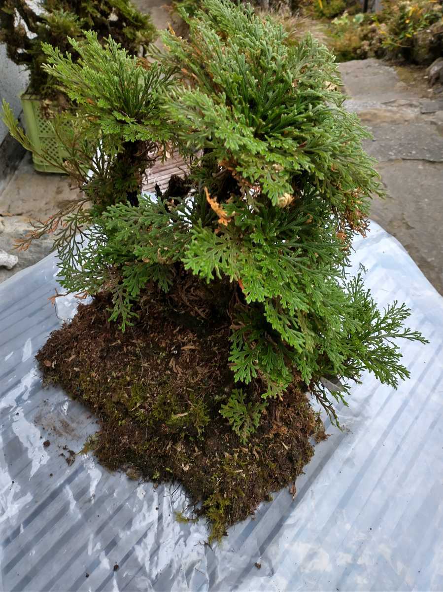 05 巨大な岩松 50年物 岩ヒバ 高山植物 山野草 送料無料 盆栽 05 巨大な岩松 50年物 岩ヒバ 高山植物 山野草 送料無料 盆栽