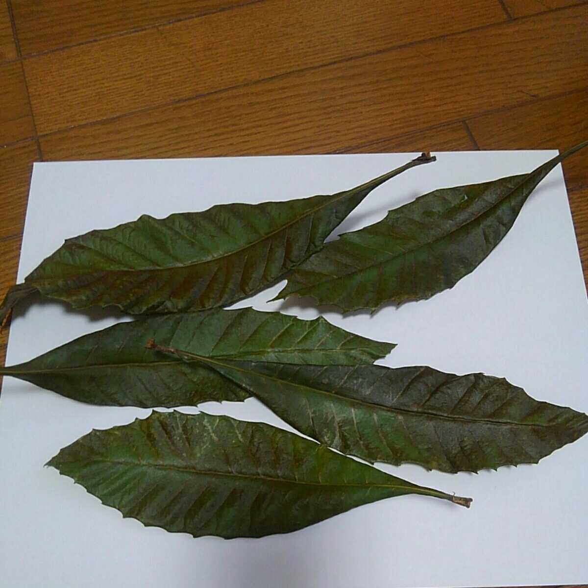  dry loquat. leaf 5 sheets medicine for loquat. leaf tea 25 centimeter about 