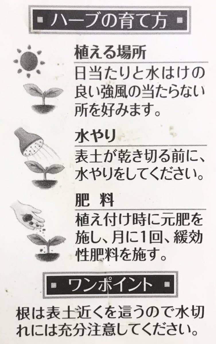 ワイルドストロベリー ハーブ 苗 爆買い 苗 ワイルドストロベリー ハーブ 苗 爆買い 苗