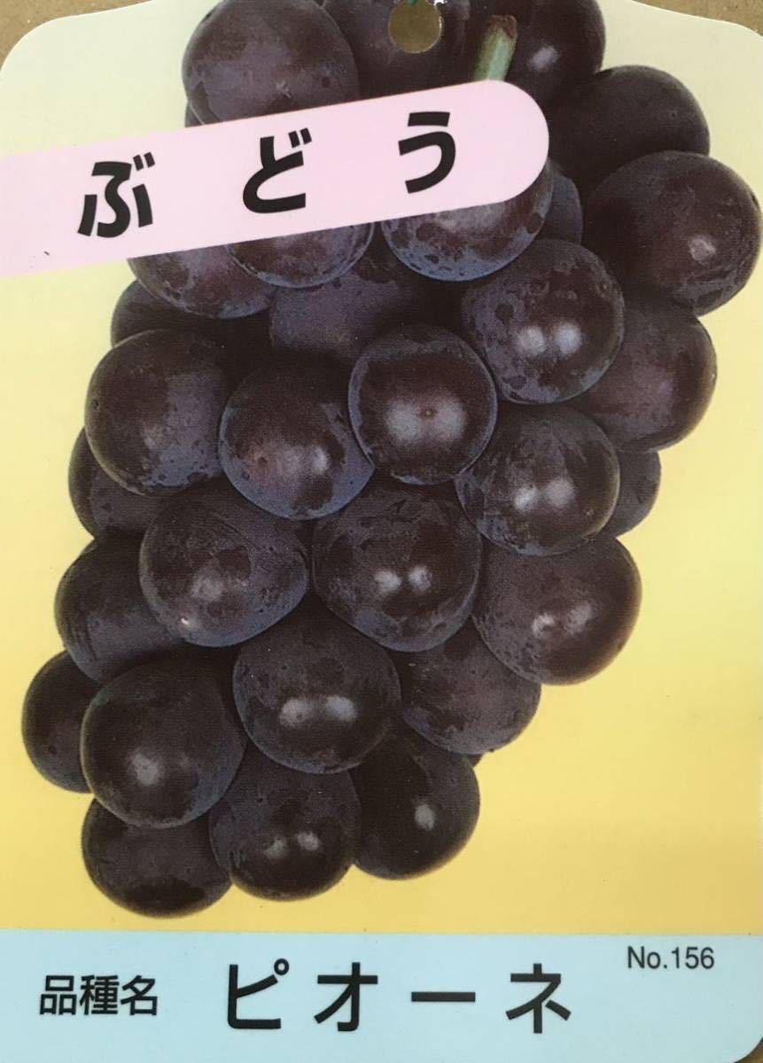 Пионо -виноградные саженцы