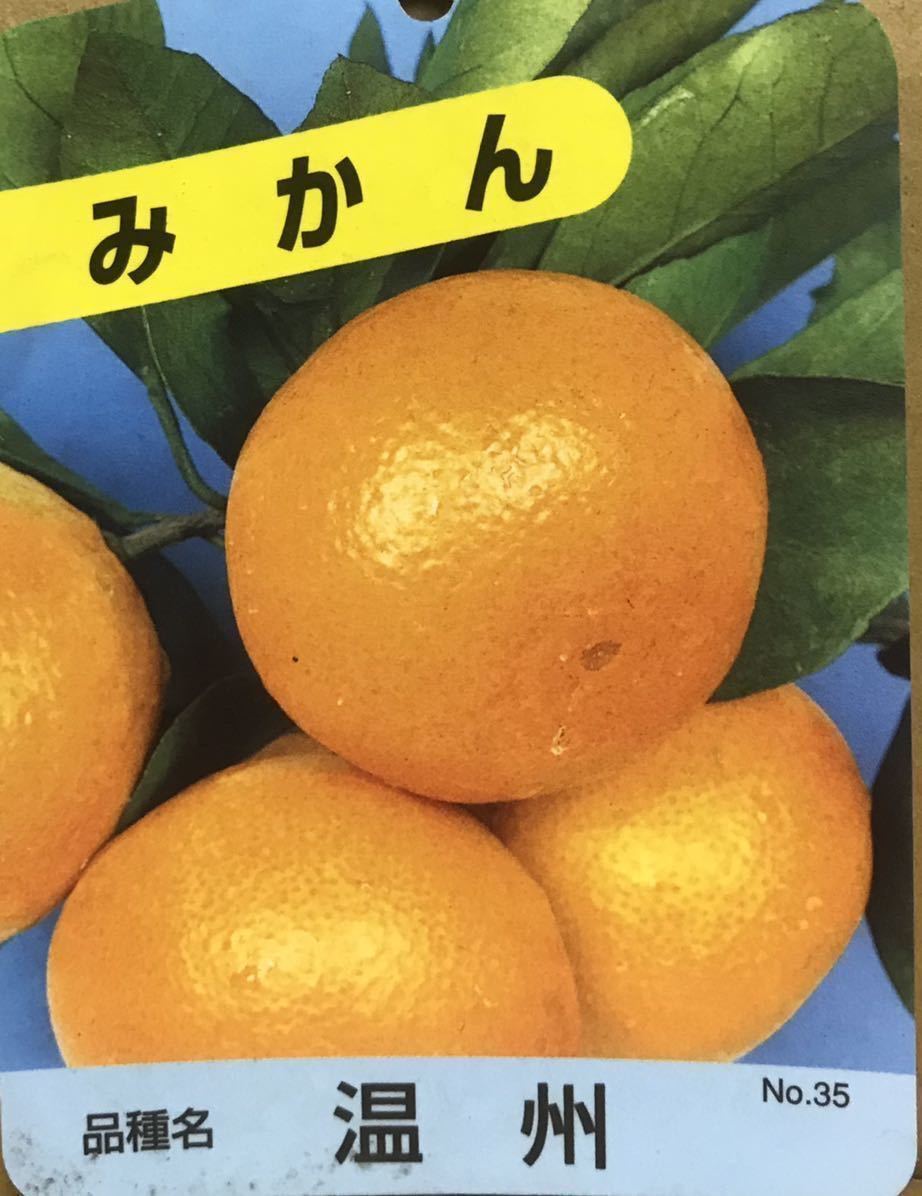 温州蜜柑接木苗木1本| JChere雅虎拍卖代购 みかん 苗木 1年生 接ぎ木 ポット苗 蜜柑 温州 苗 常緑 果樹 柑橘 柑橘苗木 果樹苗木