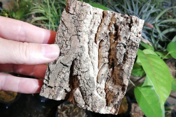 5個　ミニ コルク　8×10ｃｍ（厚約17-20ｍｍ）洋蘭　原種　チランジア　エアープランツ　熱帯植物　ラン　コルク　樹皮_画像1