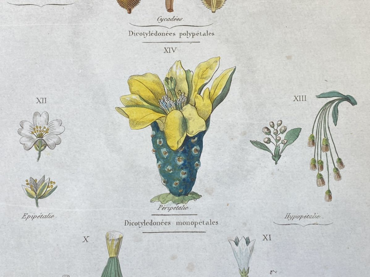 [Familles vegetales] France antique . thing . hand coloring copperplate engraving 