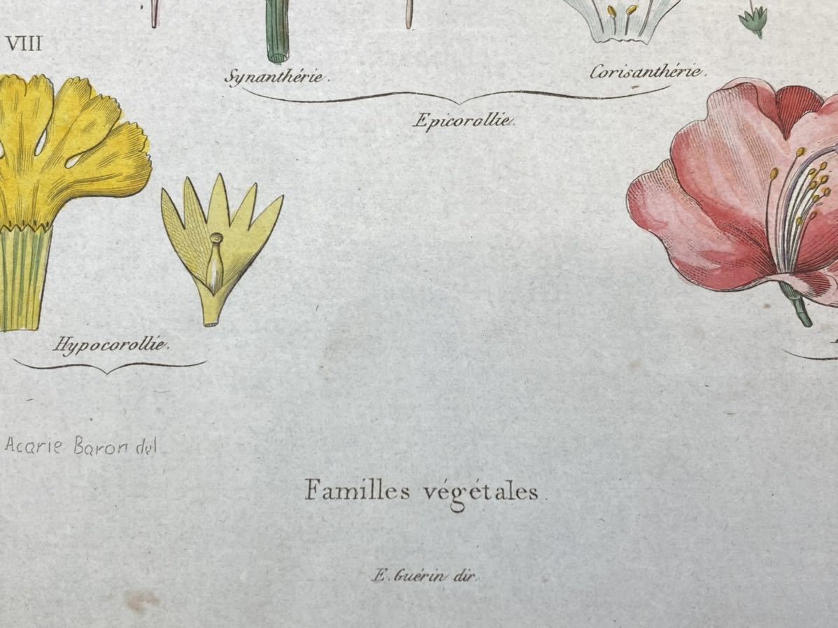 『Familles vegetales』フランス アンティーク 博物画 手彩色 銅版画_画像4