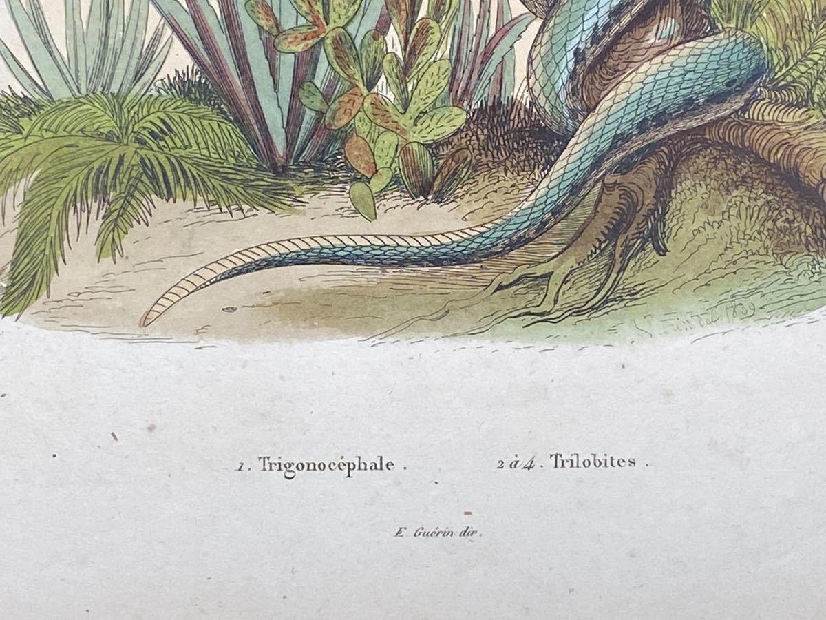 『trigonocephale（へび）』フランス アンティーク 博物画 手彩色 銅版画_画像4