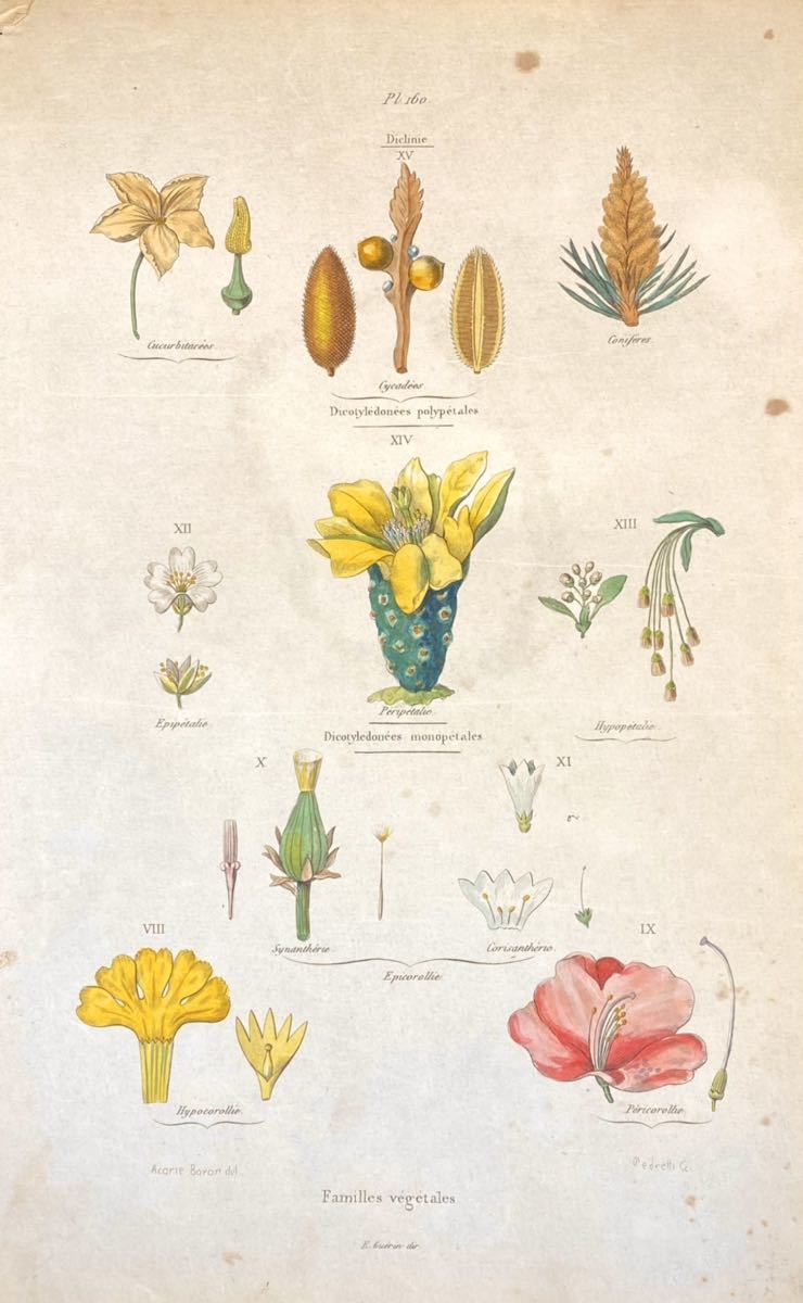 [Familles vegetales] France antique . thing . hand coloring copperplate engraving 