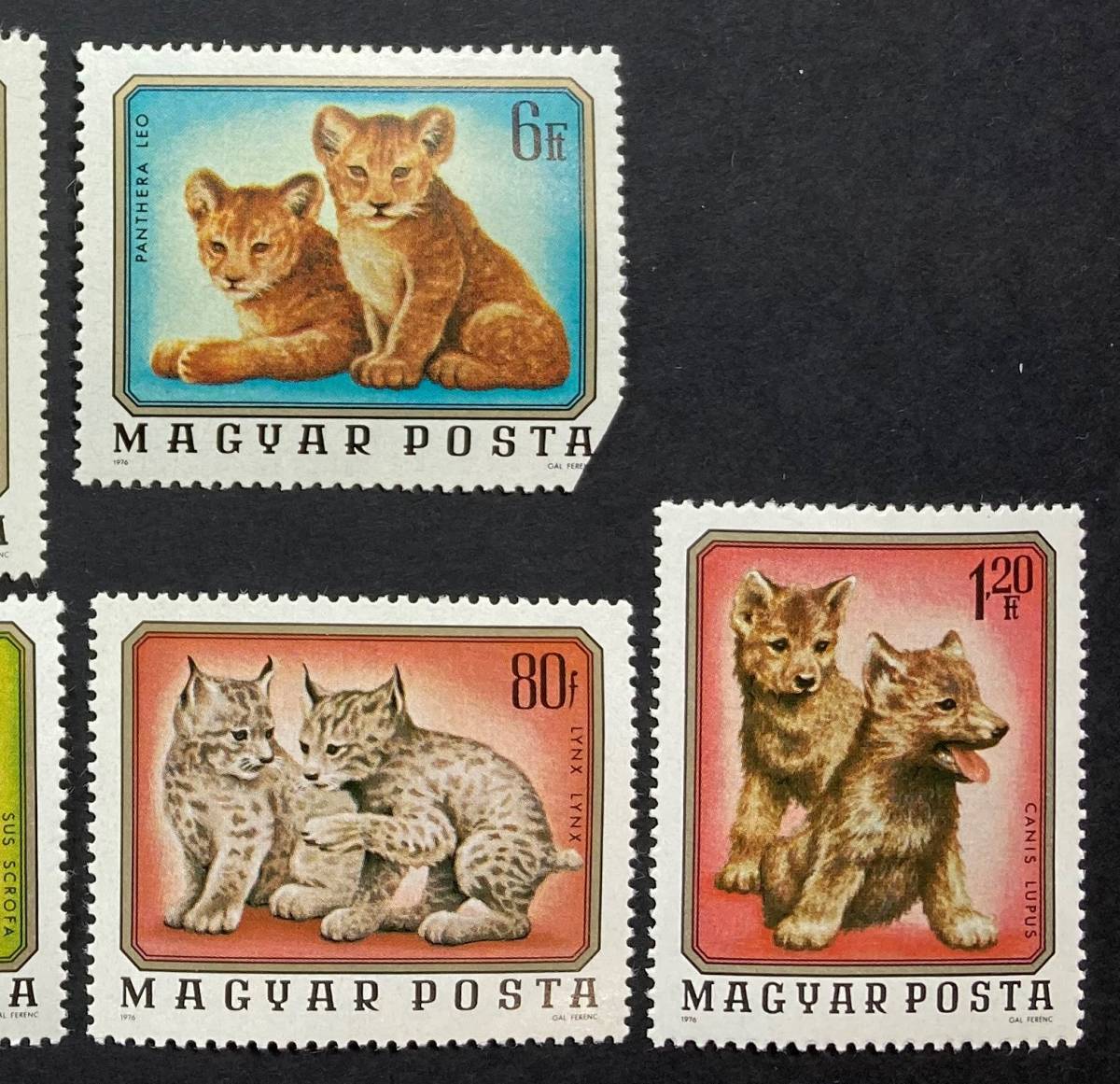 ハンガリー 1976年発行 動物 切手 未使用 NH 難ありの画像3