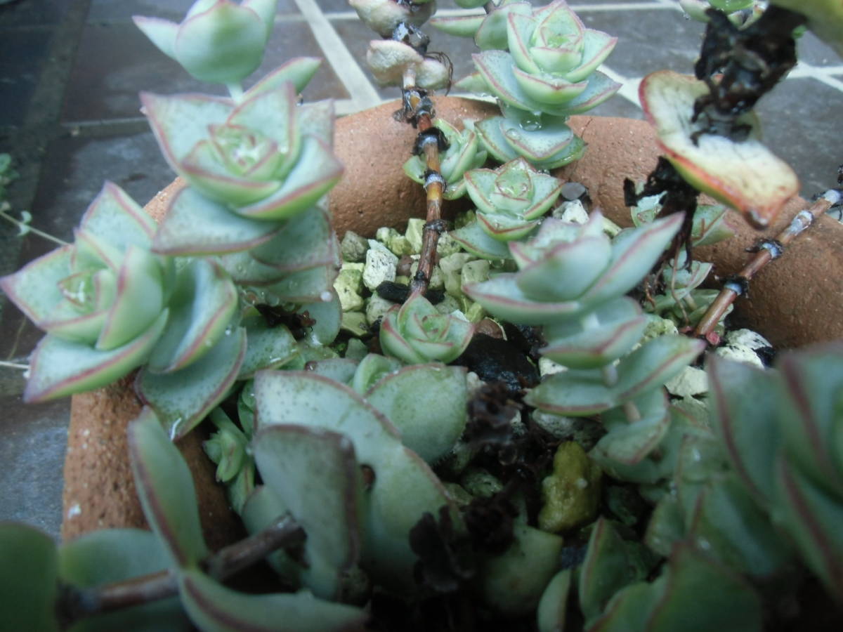 ヤフオク B多肉植物 星の王子 寄せ植え カット苗 5カット ヤフオク B多肉植物 星の王子 寄せ植え カット苗 5カット