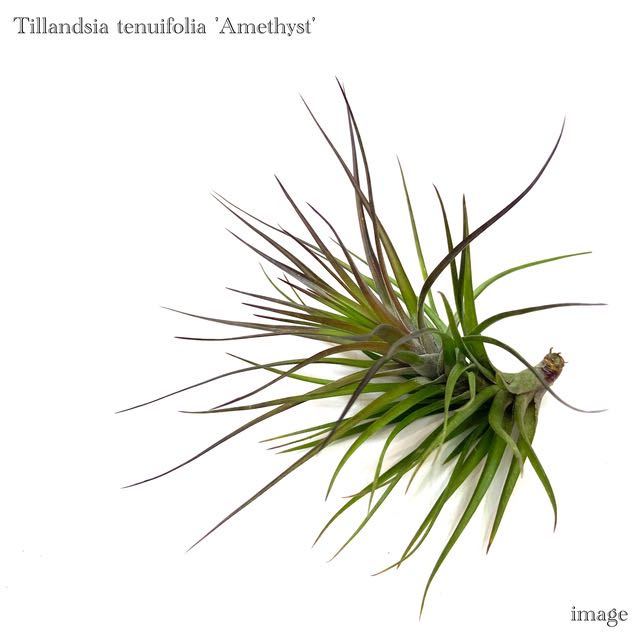 チランジア テヌイフォリア 'アメジスト' (エアープランツ ティランジア tenuifolia var. Amethyst)_画像1