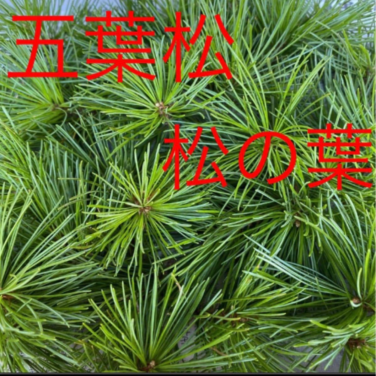 PayPayフリマ｜【完全無農薬】五葉松 生松葉 松の葉 松の葉ジュース 松の葉サイダー 200g