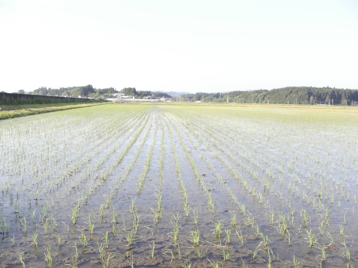 宮城県登米市中田町で栽培された令和２年産「ひとめぼれ」10kg_画像3