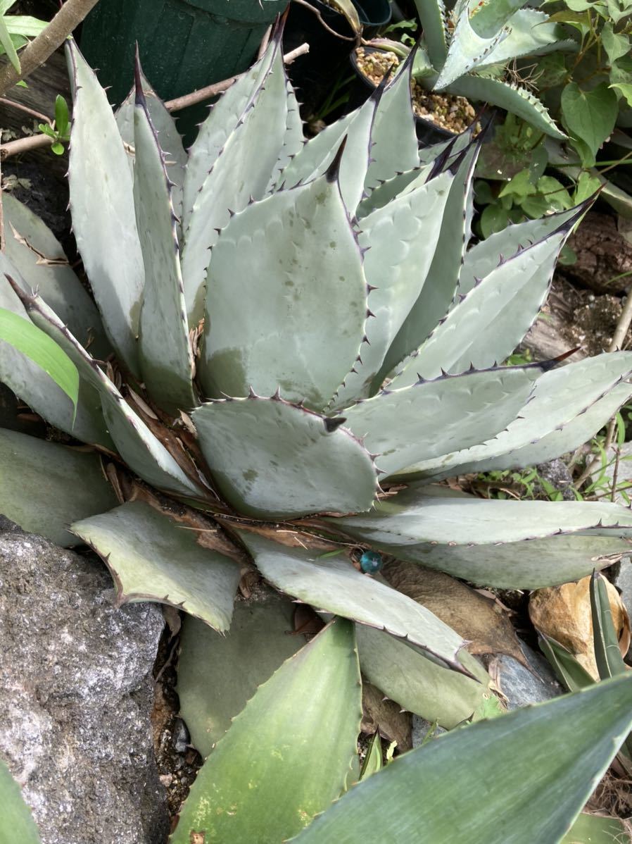 NEW】AGAVE アガベ パリー ボーダーガード 斑入り Agave parryi Border