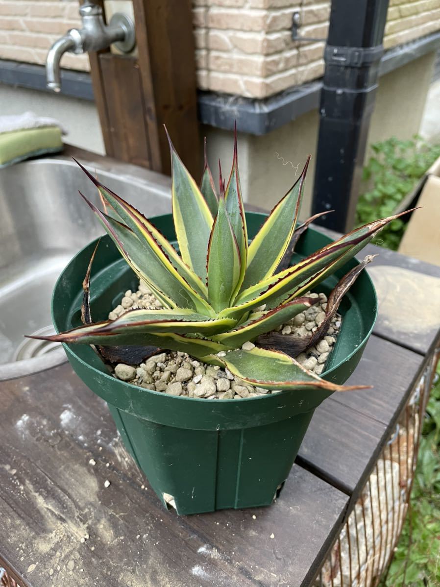Yahoo!オークション - アガベ サングロー sun grow 多肉植物 Yahoo!オークション - アガベ サングロー sun grow 多肉植物