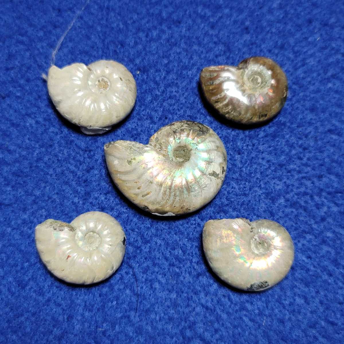 □アンモナイト□遊色虹色、オパール化□5個セット□化石、虹色