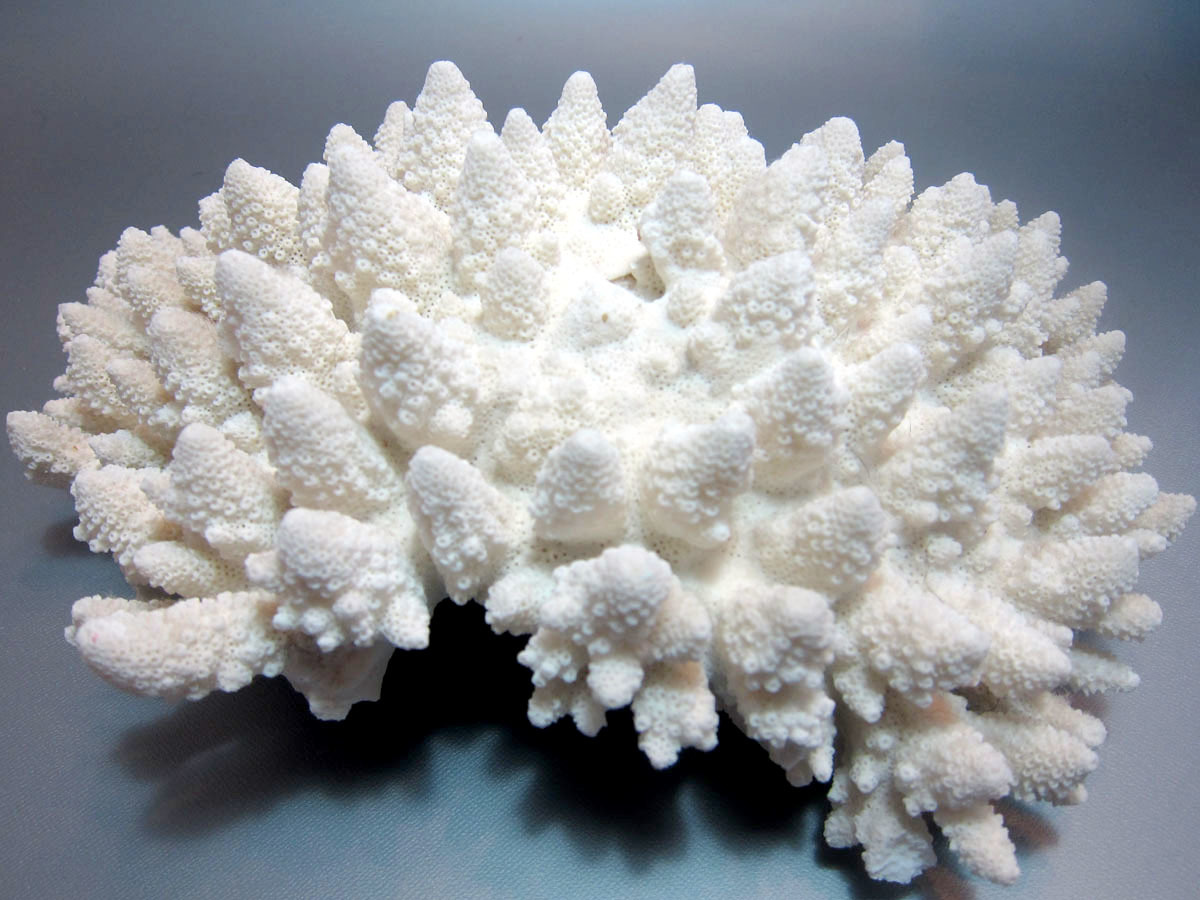 本物◇ 天然珊瑚礁 中 4個セット 置物インテリア 熱帯魚