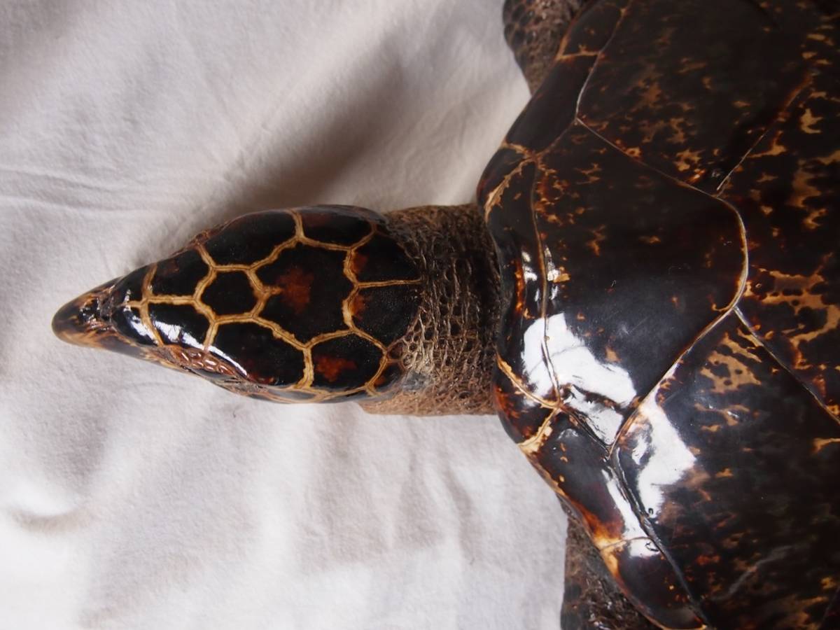 タイマイ べっ甲 べっこう ベッコウ 亀 かめ カメ 剥製 希少 海 タイマイ べっ甲 べっこう ベッコウ 亀 かめ カメ 剥製 希少 海