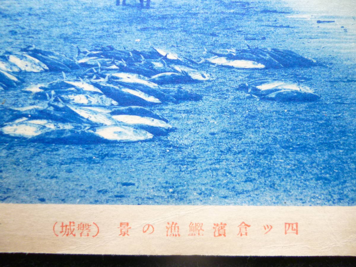 福島県絵葉書★「四ツ倉浜鰹漁の光景」磐城　浜に沢山の新鮮な鰹　単色　大正後期-昭和初期発行_画像3