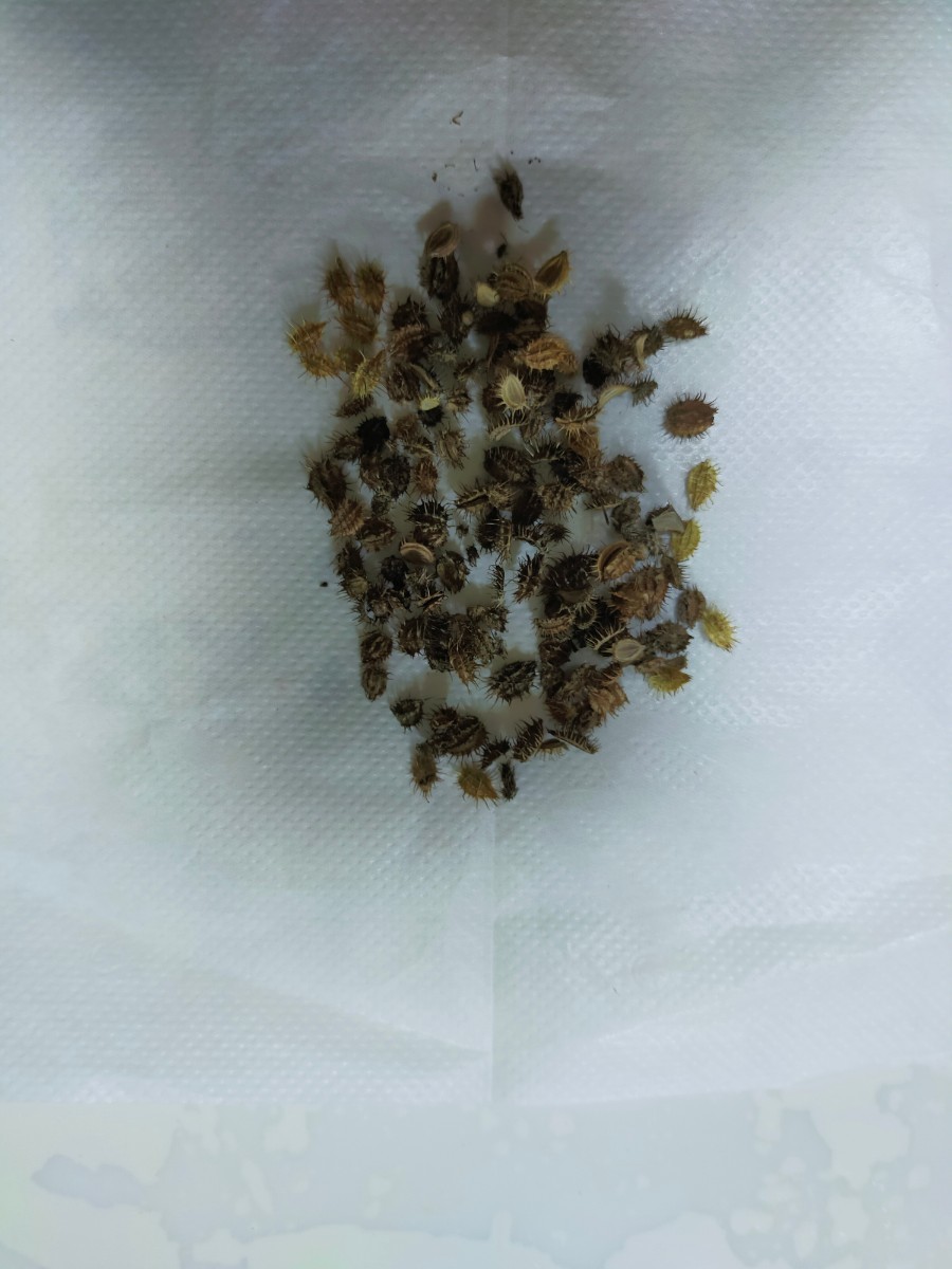 オルレアの種約150粒 自家採取マリーゴールドの種約100粒キバナコスモスの種