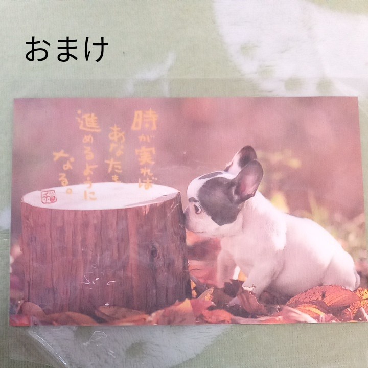 日めくりカレンダー ワン ダブルな名言カレンダー 2冊組 犬 犬グッズ ワンコ｜PayPayフリマ