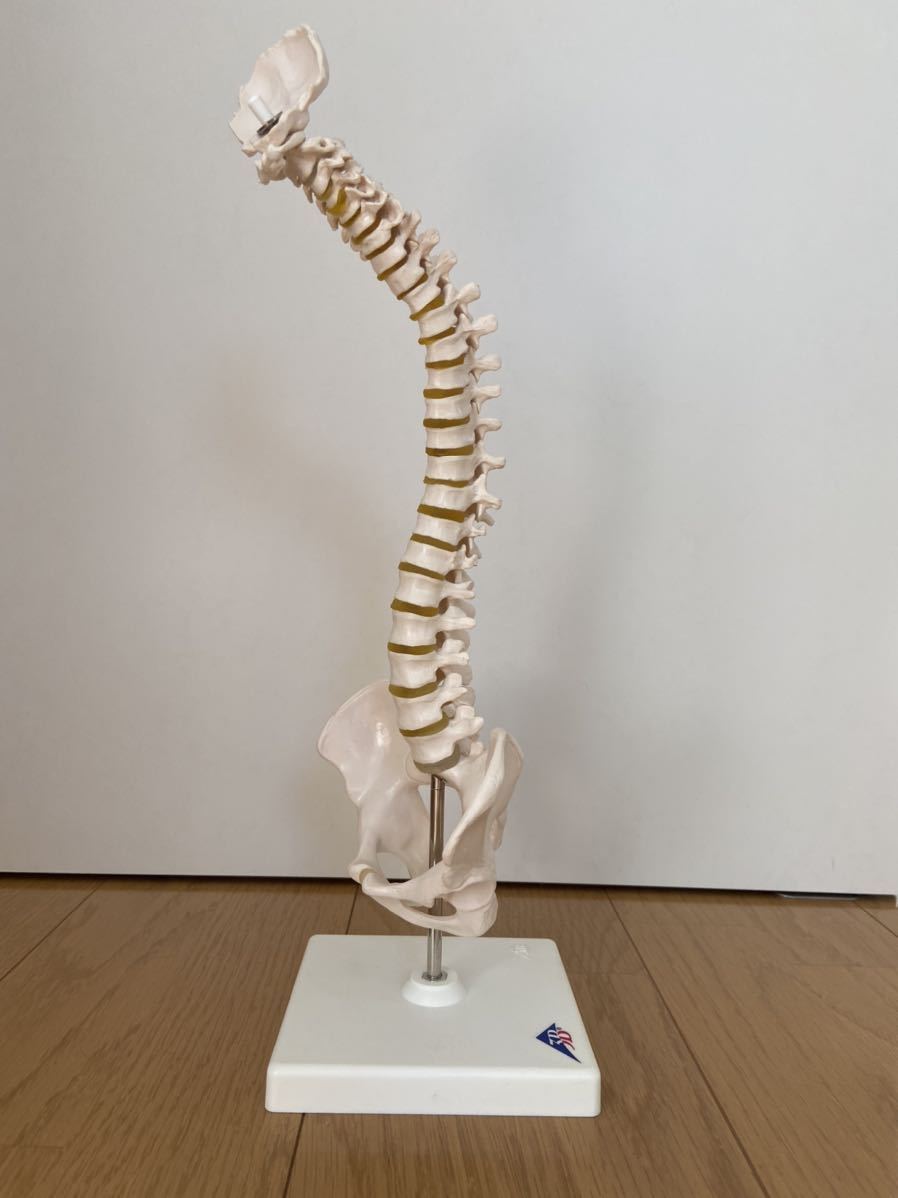 Yahoo!オークション - 人体模型 骨格標本 背骨 3B 1/2縮尺型脊柱可動