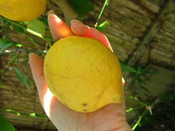 8 普通のレモン 花も良い香り 無農薬で育てています 苗の見た目を気にしない方向け アゲハ 餌 蝶 最大70 Offクーポン