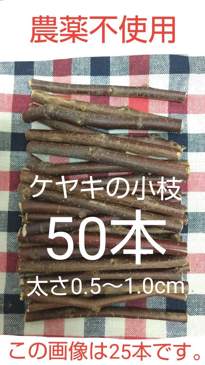 【農薬不使用】ケヤキの小枝50本【かじり木などに】