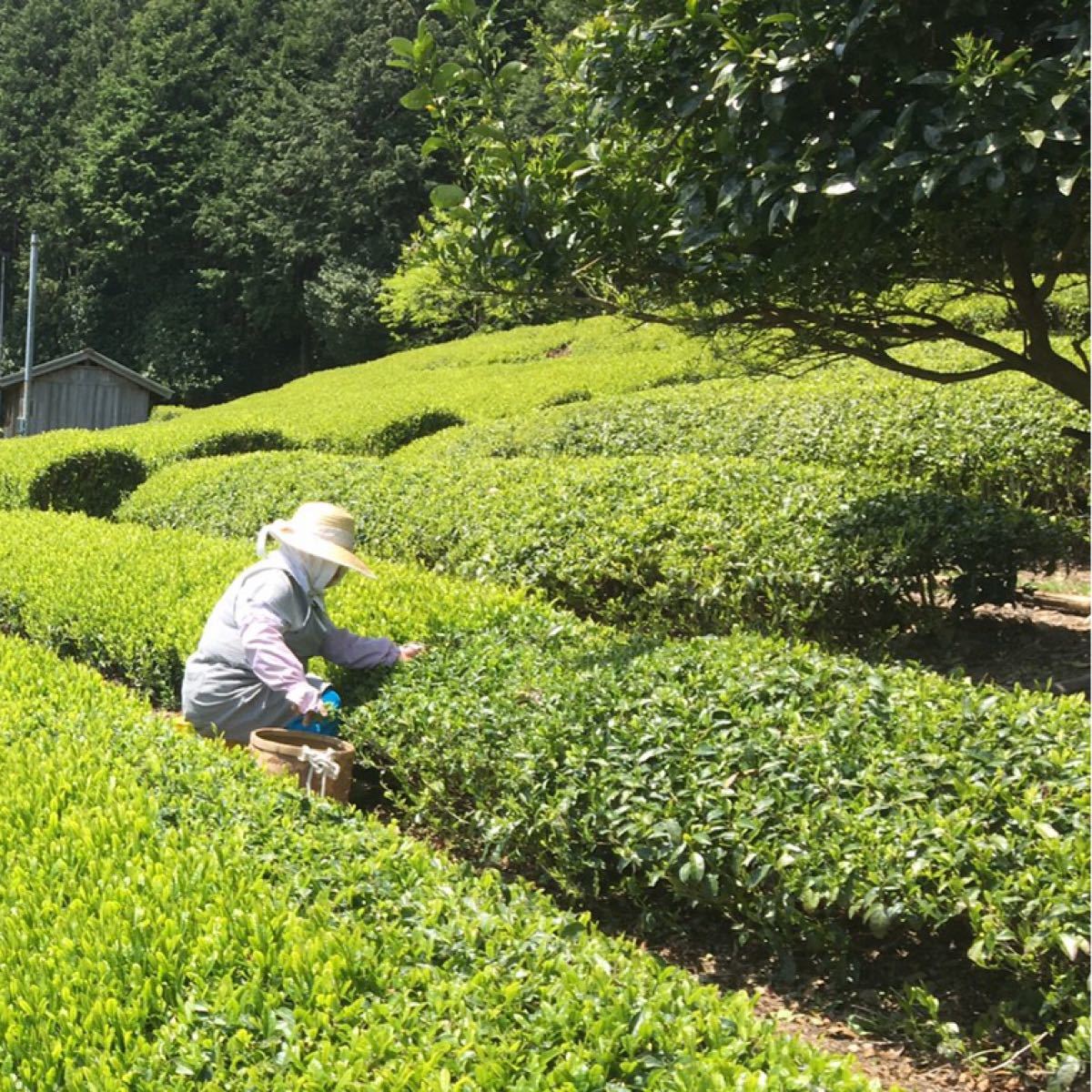 静岡　川根茶　高級煎茶　農家直売