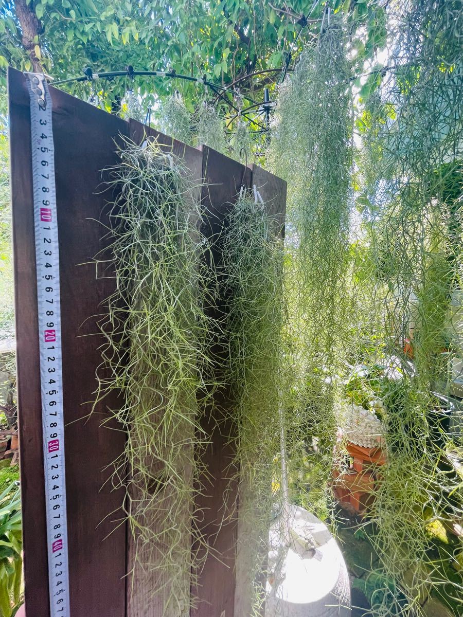 ウスネオイデス　細葉グリーン　2束セット　エアプランツ　スパニッシュモス  Tillandsia