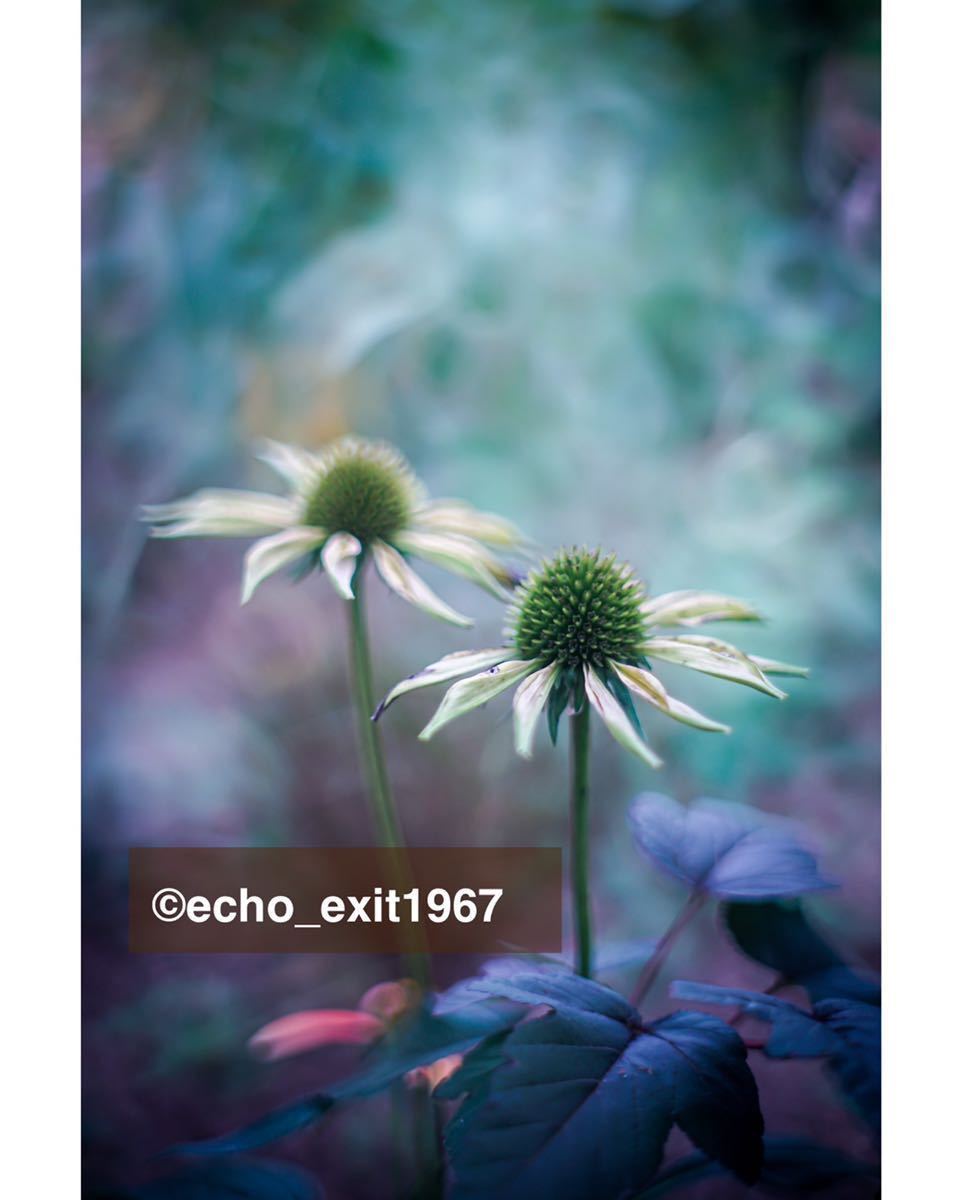 宝石の色を選べます】Super Takumar 前期型 55mm f1.8 宝石レンズ 送料