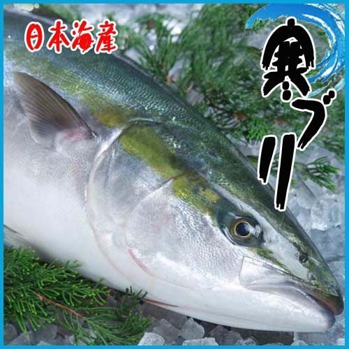  carefuly selected buying up .. cold yellowtail 6-7kg Kyushu * Japan sea production ....