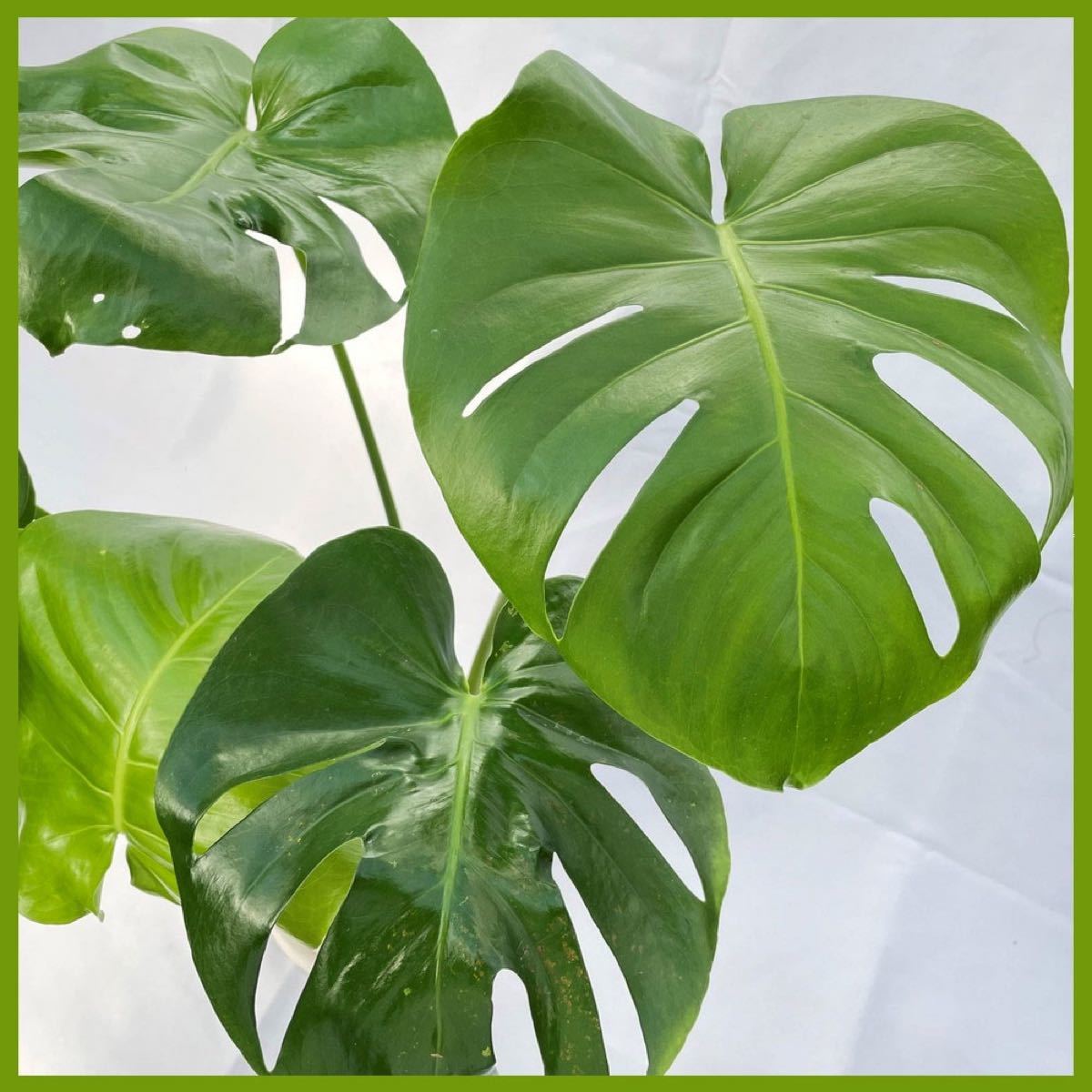 観葉植物，モンステラ・デリシオサ，6寸タニーポット入り幻想的な葉濃いグリーン