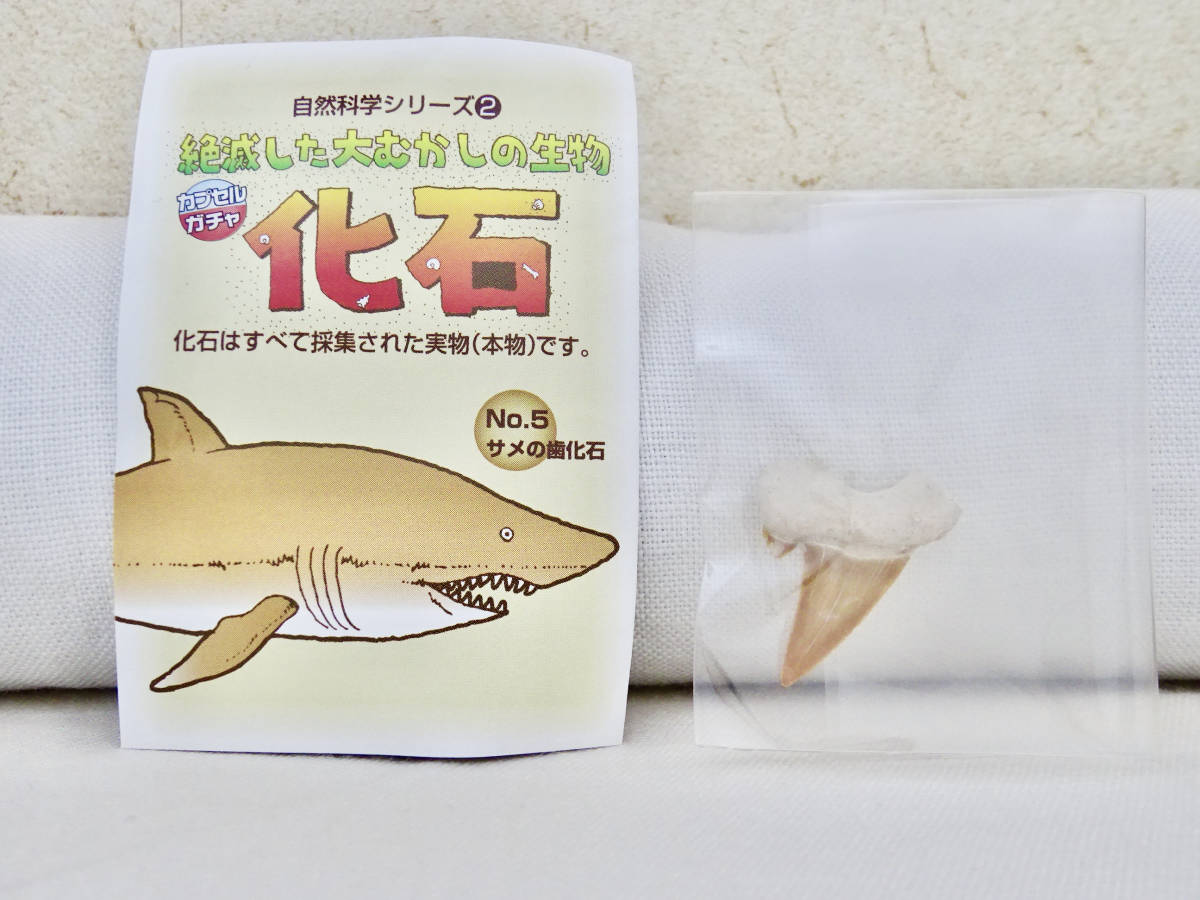 東京サイエンス 自然科学シリーズ2/絶滅した大むかしの生物 化石/No.5 サメの歯化石_画像1