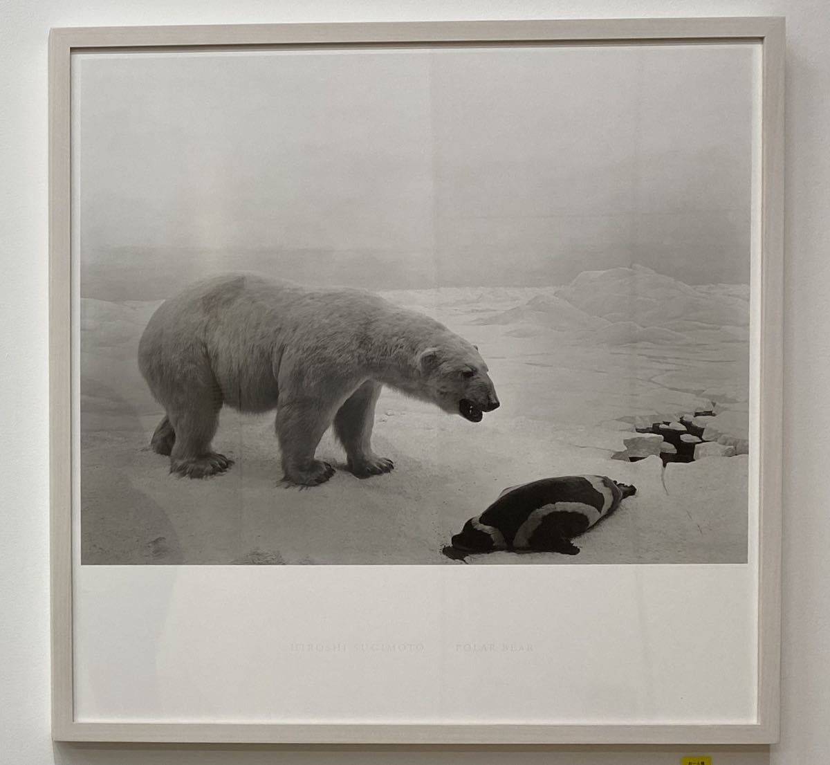 杉本博司 HIROSHI SUGIMOTO ポスター POLAR BEAR シロクマ 森美術館