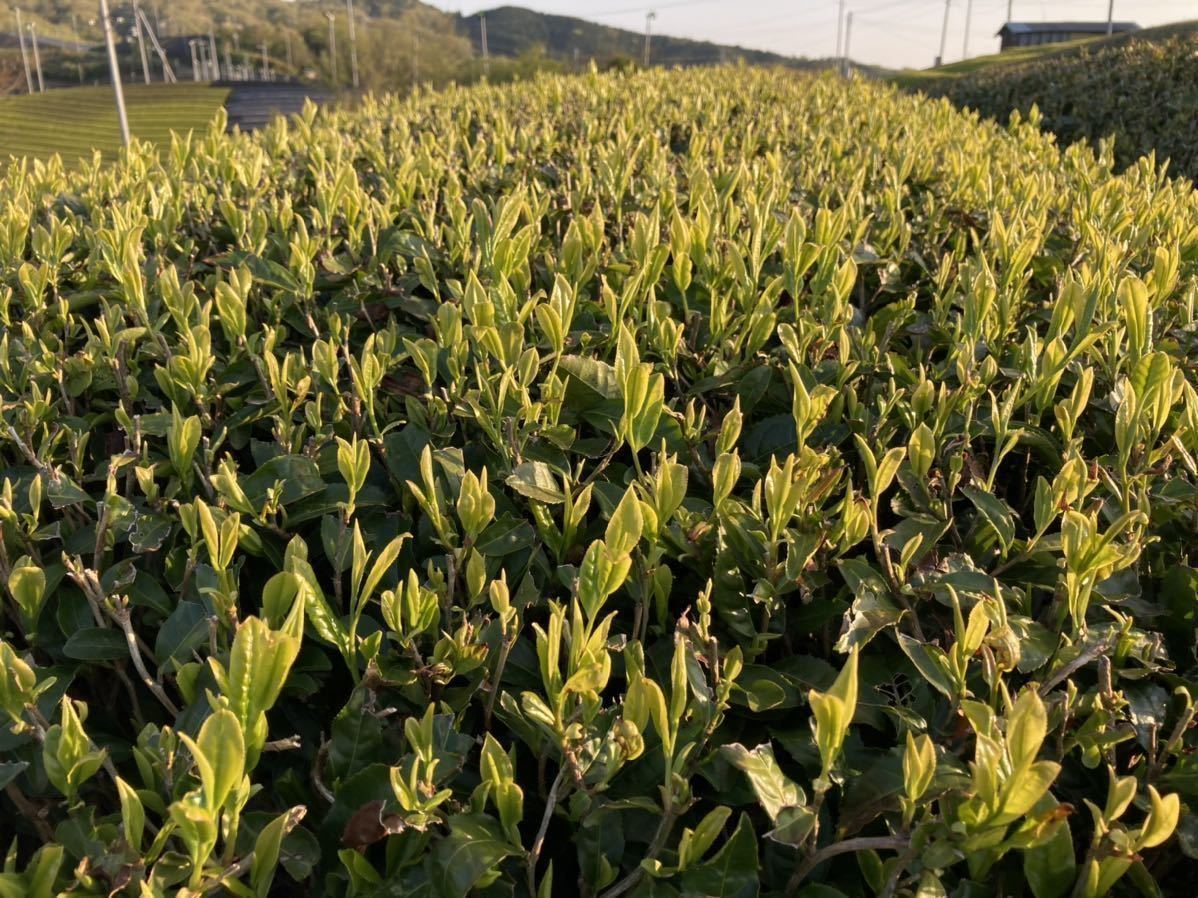 「2021年産」特上煎茶　宇治茶100% 無農薬　化学肥料不使用_画像4