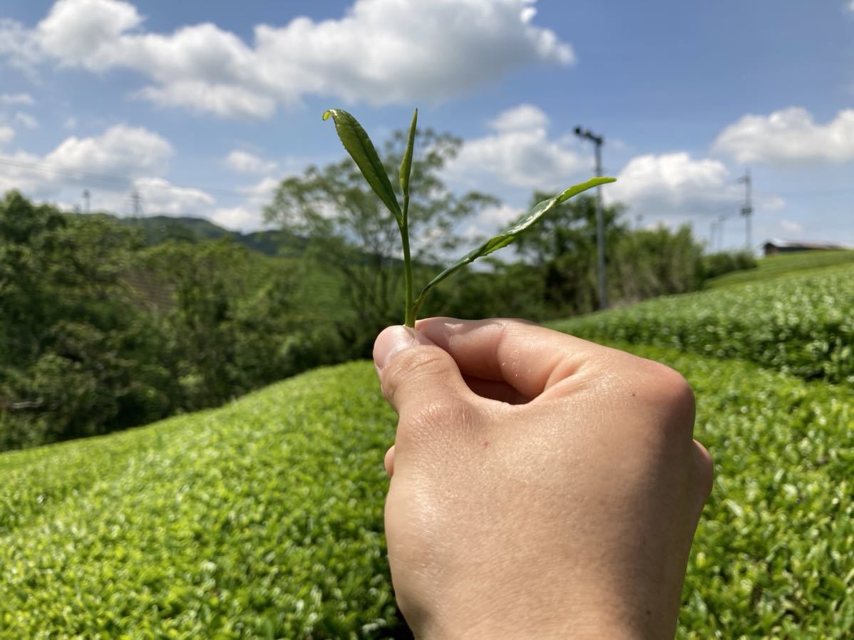 「新茶」特上茶葉　全種類飲み比べセット　宇治茶100% 無農薬・化学肥料不使用　2021年産_画像2