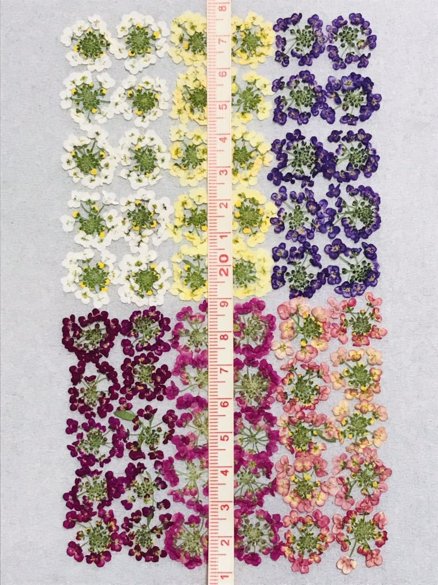  pressed flower material alyssum Mix 