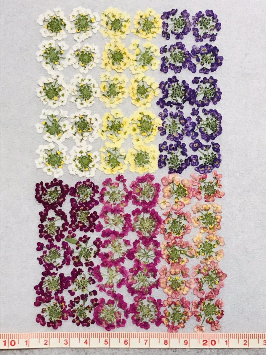  pressed flower material alyssum Mix 