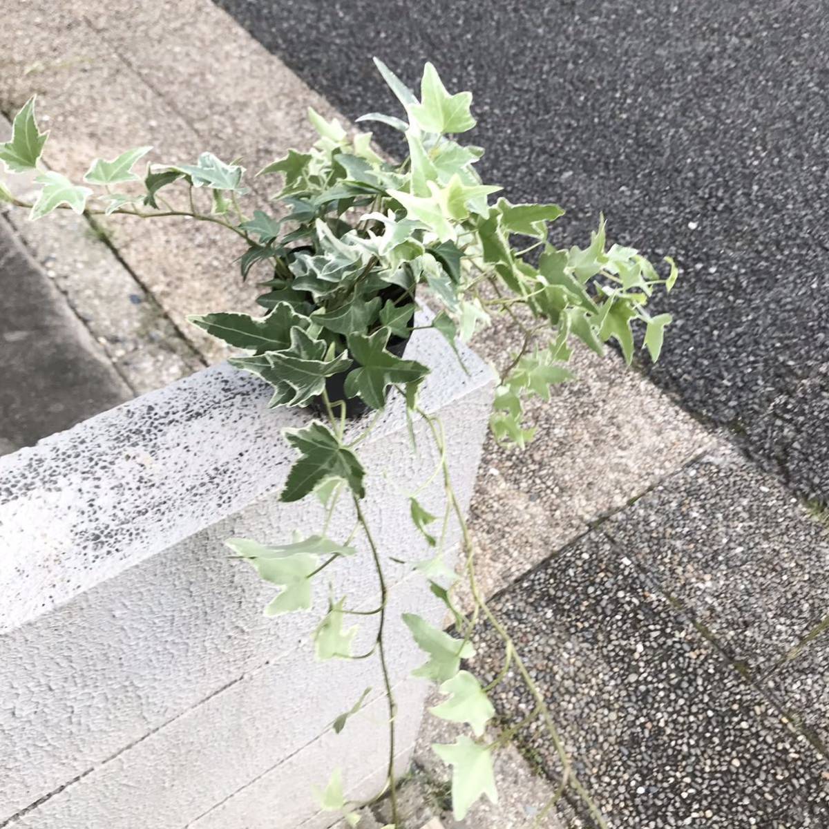 株立ち ロング！ アイビー スリット鉢 イングリース_画像2