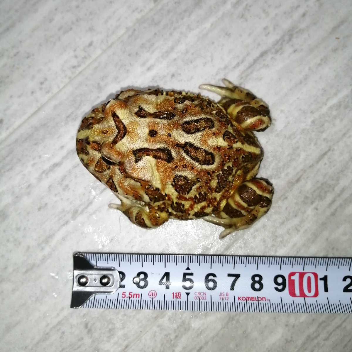 カエル クランウェルツノガエル ブラウン（約5-8cm）（1匹）