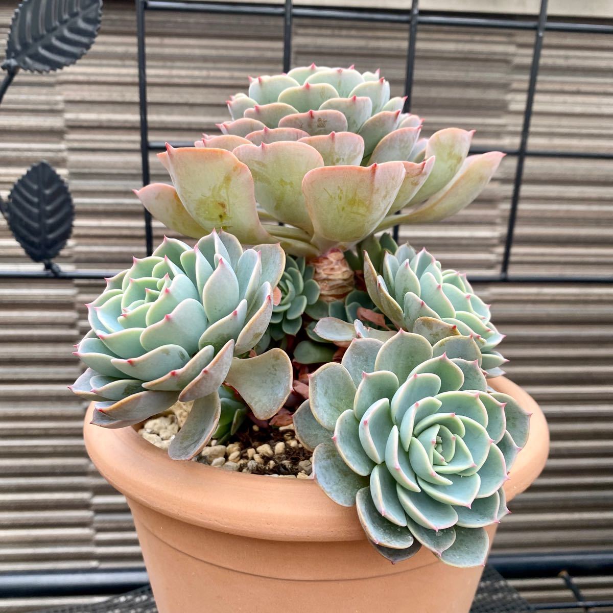 【50％OFF】 多肉植物 大株｜Yahoo!フリマ（旧PayPayフリマ） 七福神 花・観葉植物