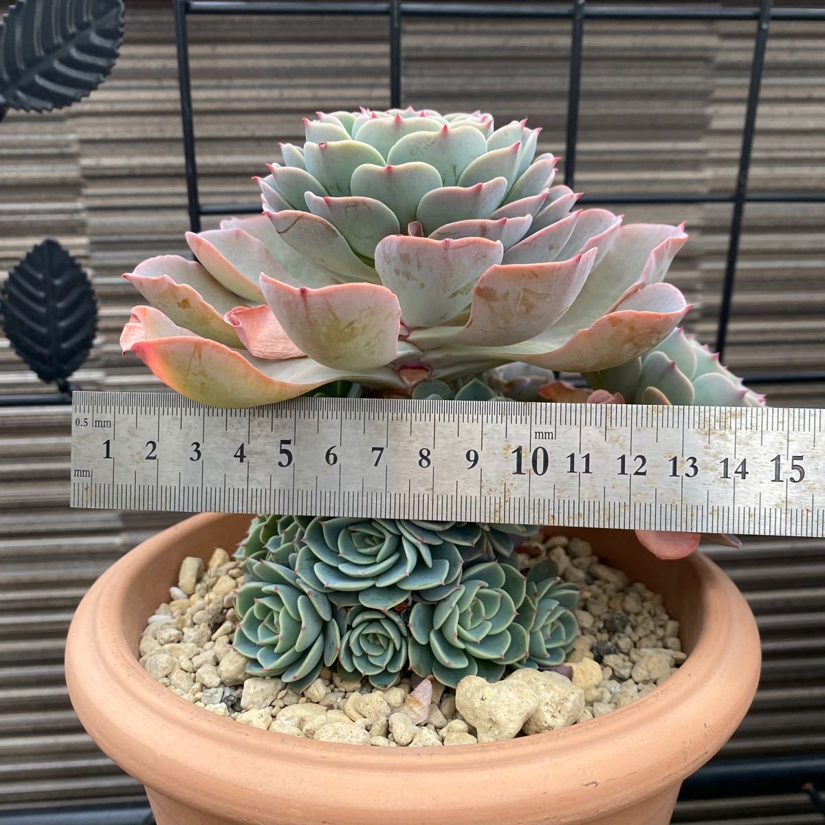 多肉植物 七福神 大株|Yahoo!フリマ(旧PayPayフリマ) 多肉植物 七福神 大株|Yahoo!フリマ(旧PayPayフリマ)